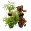 Terrarium & Fairy Garden Plants - 5 Plants in 2" pots