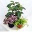 Terrarium & Fairy Garden Plants - 5 Plants in 2" pots