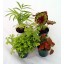 Terrarium & Fairy Garden Plants - 5 Plants in 2" pots