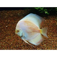 Home Comforts LAMINATED POSTER Fish Tank White Fish Aquarium Poster 24x16 Adhesive Decal