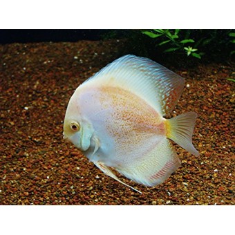 Home Comforts LAMINATED POSTER Fish Tank White Fish Aquarium Poster 24x16 Adhesive Decal