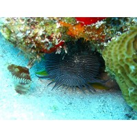 Home Comforts LAMINATED POSTER Ocean Wildlife Aquatic Animal Underwater Fish Poster 24x16 Adhesive Decal