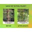 Humboldts Secret Best Plant Food For Plants and Trees Golden Tree, Explosive Growth, Yield Increaser, Dying Plant Rescuer, Use on Flowers, Roses, F...