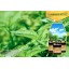 Humboldts Secret Best Plant Food For Plants and Trees Golden Tree, Explosive Growth, Yield Increaser, Dying Plant Rescuer, Use on Flowers, Roses, F...