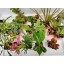 Terrarium & Fairy Garden Plants - 8 Plants in 2.5 (Is Approximately 4 to 6 Inches Height of the Plant)