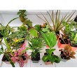 Terrarium & Fairy Garden Plants - 8 Plants in 2.5 (Is Approximately 4 to 6 Inches Height of the Plant)
