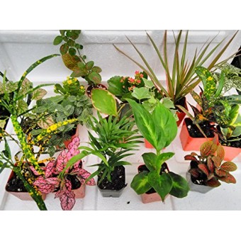Terrarium & Fairy Garden Plants - 8 Plants in 2.5 (Is Approximately 4 to 6 Inches Height of the Plant)