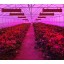 King Plus 2000W Double Chips LED Grow Light Full Spectrum for Greenhouse and Indoor Plant Flowering Growing (10w Leds)