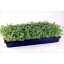 5 Pack of Durable Black Plastic Growing Trays (with drain holes) 20" x 10" x 2" - Planting Seedlings, Flowers, Wheatgrass, Microgreens