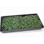 5 Pack of Durable Black Plastic Growing Trays (with drain holes) 20" x 10" x 2" - Planting Seedlings, Flowers, Wheatgrass, Microgreens