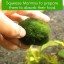 Plump your marimo with Luffy Fertilizer -- Marimo food boosts growth - Imparts and enhances color - Regular dosage results in fluffier marimos