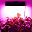 LED Grow Light, 1000W Triple Chips Full Spectrum LED Grow Lamp with UV&IR and Double Cooling Fans for All Growing Phases of Indoor Veg and Flower(1...