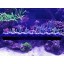 Oceans Wonders N52 MAG RACK PRO MAGNETIC CORAL FRAG RACK HOLDS UP TO 30 FRAG PLUGS