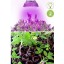 OxyLED LED Grow Light Bulb, Hydroponic Plant Grow Lights for Greenhouse (E26 12W 3Blue/9 Red LEDs)