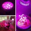 OxyLED LED Grow Light Bulb, Hydroponic Plant Grow Lights for Greenhouse (E26 12W 3Blue/9 Red LEDs)