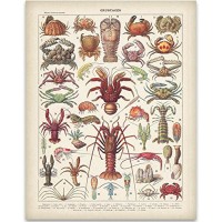 French Crustaceans Art Print - 11x14 Unframed Art Print - Great Beach House Wall Decor