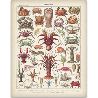 French Crustaceans Art Print - 11x14 Unframed Art Print - Great Beach House Wall Decor