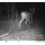 Predator Guard Solar Powered Predator Deterrent Light Scares Nocturnal Pest Animals Away, Deer Coyote Raccoon Repellent Devices, Chicken Coop Acces...