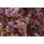 Prunus Serrulata Japanese Sakura Flowering Cherry Bonsai Tree Seed