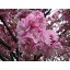 Prunus Serrulata Japanese Sakura Flowering Cherry Bonsai Tree Seed
