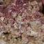 Real Reef Premium Live Rock For Saltwater Aquariums (20 LB) Mixed Sizes