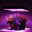 SANSUN LED Grow Light for Red Blue Indoor Plant Lights and Hydroponic Full Spectrum Grow Lamp