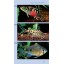 Tropical Freshwater Aquarium Fish from A to Z (Compass Guides)