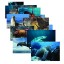 Sea Life Posters Real Photo Classroom Decorations for Preschool Bulletin Boards & Circle Time 14 Large Picture Cards