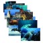 Sea Life Posters Real Photo Classroom Decorations for Preschool Bulletin Boards & Circle Time 14 Large Picture Cards