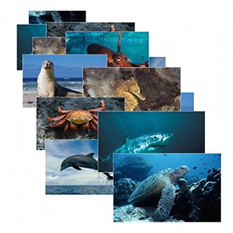 Sea Life Posters Real Photo Classroom Decorations for Preschool Bulletin Boards & Circle Time 14 Large Picture Cards