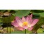 Relaxation DVD - Lotus Pond for Relaxing and Mediation and Mindfulness