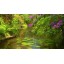 Relaxation DVD - Lotus Pond for Relaxing and Mediation and Mindfulness