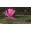 Relaxation DVD - Lotus Pond for Relaxing and Mediation and Mindfulness