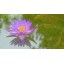 Relaxation DVD - Lotus Pond for Relaxing and Mediation and Mindfulness