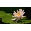 Relaxation DVD - Lotus Pond for Relaxing and Mediation and Mindfulness