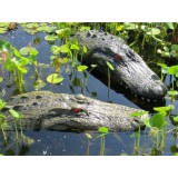 22" & 28" Alligator Head Decoy Kit with Reflective Eyes For Canada Geese & Blue Heron Control 22" & 28" Alligator Head Decoy Kit with Reflective Eyes For Canada Geese & Blue Heron Control