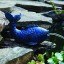 TotalPond Blue Koi Spitter