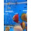 toyuto 17''x 18.8'' 75 Fish Tank Acrylic Divider Aquarium Isolation Board