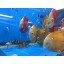 toyuto 17''x 18.8'' 75 Fish Tank Acrylic Divider Aquarium Isolation Board