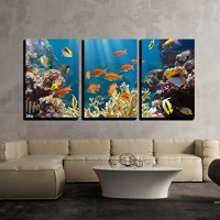 wall26 - 3 Piece Canvas Wall Art - Coral and Fish in the Red Sea.Egypt - Modern Home Decor Stretched and Framed Ready to Hang - 24"x36"x3 Panels