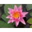 Aquatic Plant Fertilizer Tablets with Humates 10-14-8 (300) | Great for Water Lilies, Lotus and almost all other Aquatic Plants