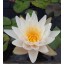 Aquatic Plant Fertilizer Tablets with Humates 10-14-8 (300) | Great for Water Lilies, Lotus and almost all other Aquatic Plants