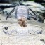 ZEROYOYO Plastic Plants Fish Plants Tank Filter Aquarium Snail Trap Planarian Leech Snails Catcher