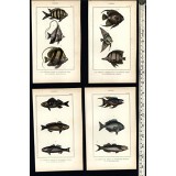 Tropical Fish Poissons c.830's display collection 8 fine old hand colored prints Tropical Fish Poissons c.830's display collection 8 fine old hand colored prints