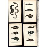 Tropical rare Fish Poissons c.1830's collection 8 fine old hand colored prints Tropical rare Fish Poissons c.1830's collection 8 fine old hand colored prints