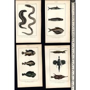 Tropical rare Fish Poissons c.1830's collection 8 fine old hand colored prints Tropical rare Fish Poissons c.1830's collection 8 fine old hand colored prints