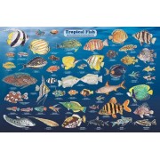 (36x24) Laminated Tropical Fish Educational Chart Poster