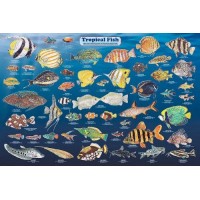 (36x24) Laminated Tropical Fish Educational Chart Poster