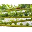 Lettuce Greens and Herbs Hydroponic Nutrients - Complete Nutrition