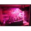 LED Plant Grow Light 16W Red Blue White Lights for Garden Greenhouse, Hydroponics, Indoor Cultivation (US Plug Flood Light, Pink)